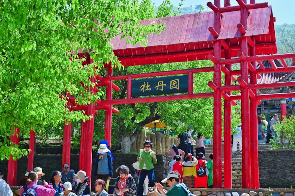 牡丹花开又一年 姹紫嫣红惹人怜